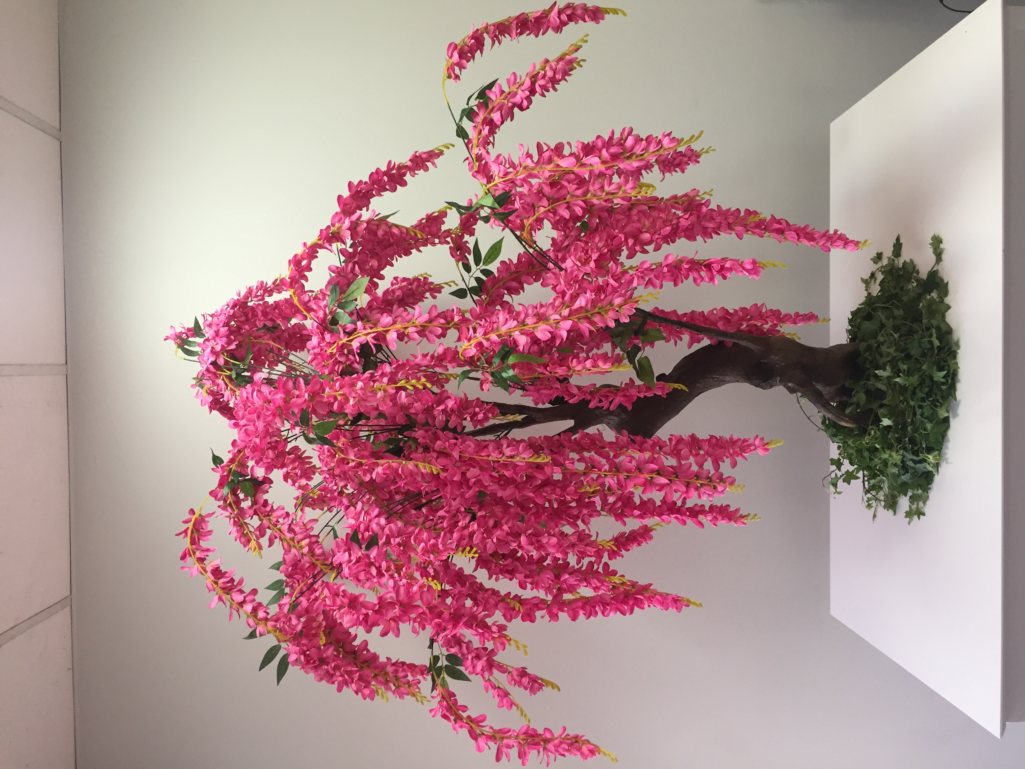 5'ft Pink Wisteria Tree rentals online 65/day
