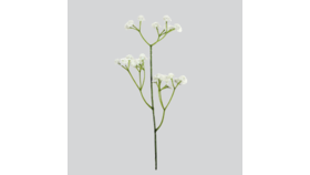 Image of a 006 Baby's Breath