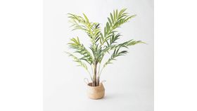 Image of a 6' Kentia Palm Plant