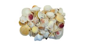 Image of a Assorted Sea Shells