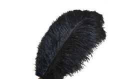 Image of a Black Ostrich Feathers