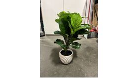 Image of a 2025 CORPO - Moyenne Plante de table -Medium table plant (2'-3')