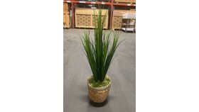 Image of a 2025 CORPO - Grande Plante au sol  - Big ground plant (4-6' H)