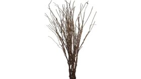 Image of a Brown Willow Branches