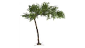Image of a 11ft Ficus Tree- Green