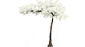 Image of a 11' Cherry Blossom Tree- White