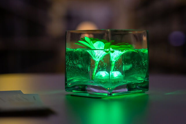 Glass Cylinder Vase | 20