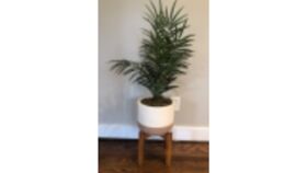 Image of a Small Palm Tree in Modern Wood and White Pot