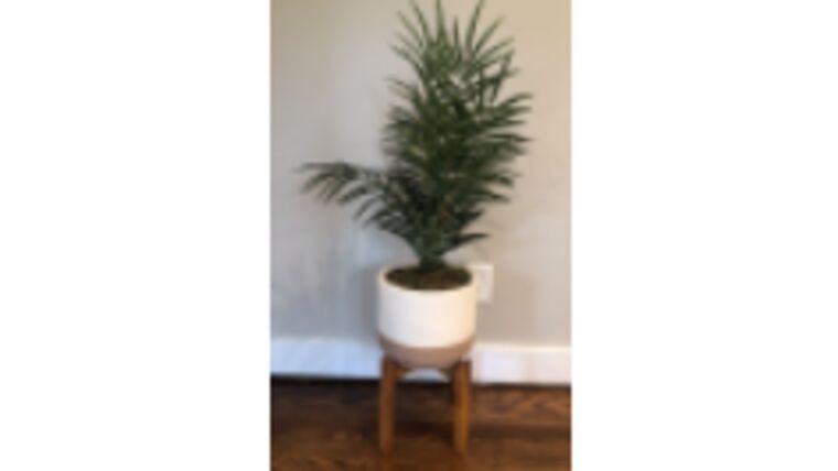Small Palm Tree in Modern Wood and White Pot : goodshuffle.com