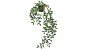 Image of a IKEA Hanging Fejka Plant