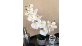 Image of a Double Orchid in Boho White & Grey Floral Ceramic Pot