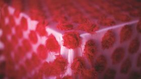 Image of a 8' Cap Rose Petal Sheer: Red*