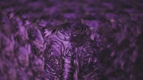 Image of a 8' Cap: Splenda Plum